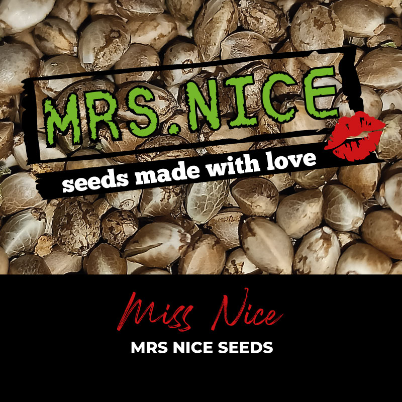 Miss Nice