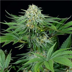 Legacy Mix x24 - Regular Cannabis Seeds - Mix