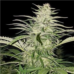 Bubble Mix x12 - Regular Cannabis Seeds - Mix