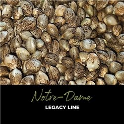 Notre-Dame - Regular Cannabis Seeds - Legacy Line