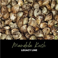 Mandela Kush - Regular Cannabis Seeds - Legacy Line