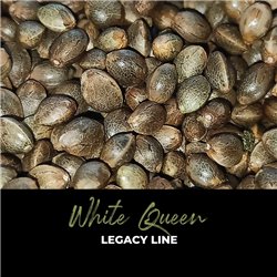 White Queen - Regular Cannabis Seeds - Legacy Line