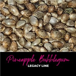 Pineapple Bubblegum - Regular Cannabis Seeds - Bubble Line