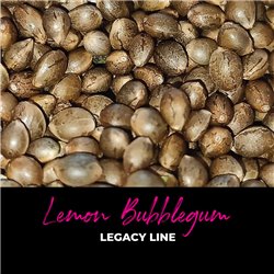 Lemon Bubblegum - Regular Cannabis Seeds - Bubble Line