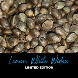 Lemon White Widow - Regular Cannabis Seeds - Limited Edition