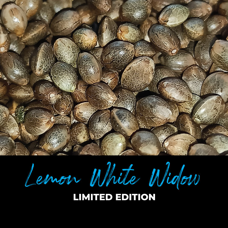 Lemon White Widow - Regular Cannabis Seeds - Limited Edition