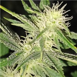 Veteran Sativa - Regular Cannabis Seeds - Legacy Line