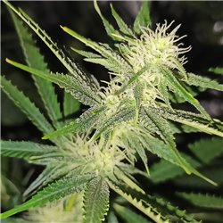 Veteran Sativa - Regular Cannabis Seeds - Legacy Line