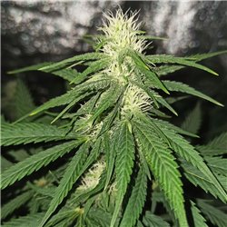 Pineapple Bubblegum - Regular Cannabis Seeds - Bubble Line