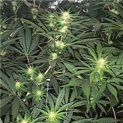 Banana Bubblegum - Regular Cannabis Seeds - Bubble Line