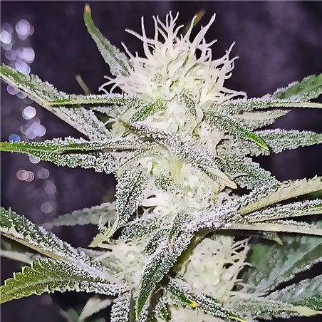 Sour Power Plant - Regular Cannabis Seeds - Legacy Line