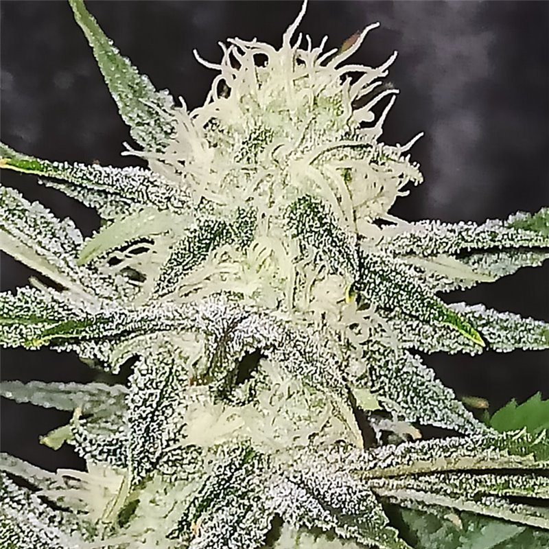 Agent Lemon - Regular Cannabis Seeds - Legacy Line