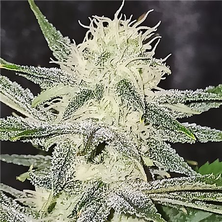 Agent Lemon - Regular Cannabis Seeds - Legacy Line