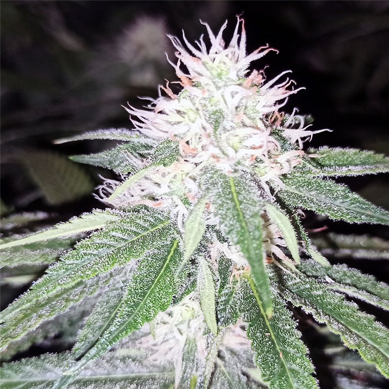 French Bubblegum - Regular Cannabis Seeds - Bubble Line