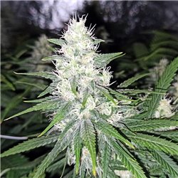 Banana Bubblegum - Regular Cannabis Seeds - Bubble Line