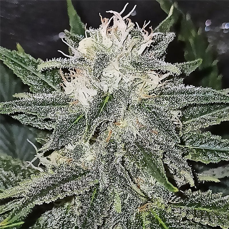 Banana Bubblegum - Regular Cannabis Seeds - Bubble Line