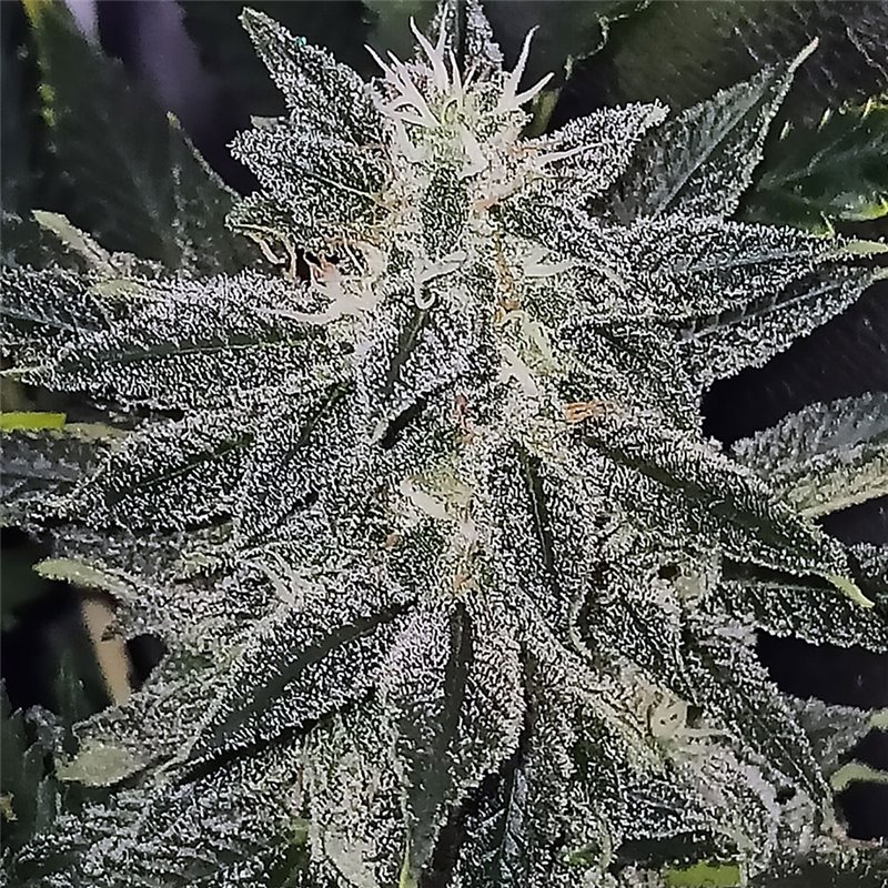 Lemon Bubblegum - Regular Cannabis Seeds - Bubble Line