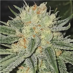 Mandela Kush - Regular Cannabis Seeds - Legacy Line