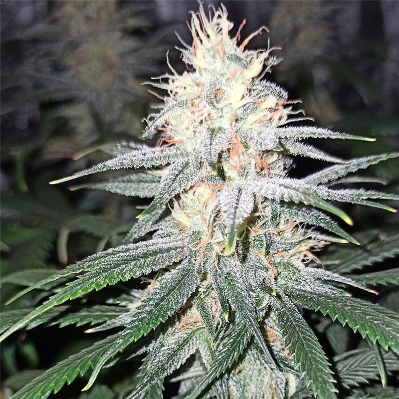 White Queen - Regular Cannabis Seeds - Legacy Line