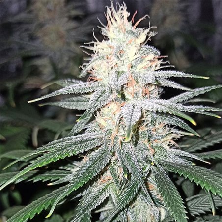 White Queen - Regular Cannabis Seeds - Legacy Line