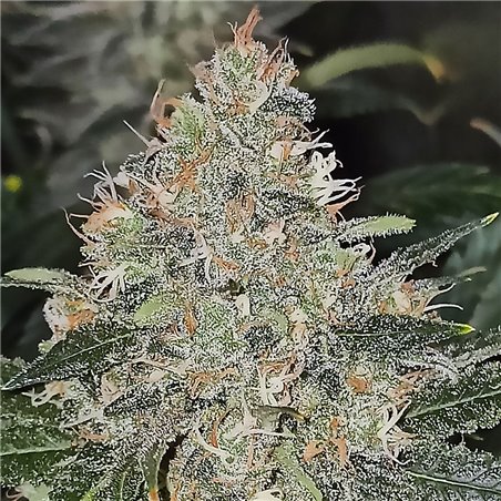 Pineapple Bubblegum - Regular Cannabis Seeds - Bubble Line