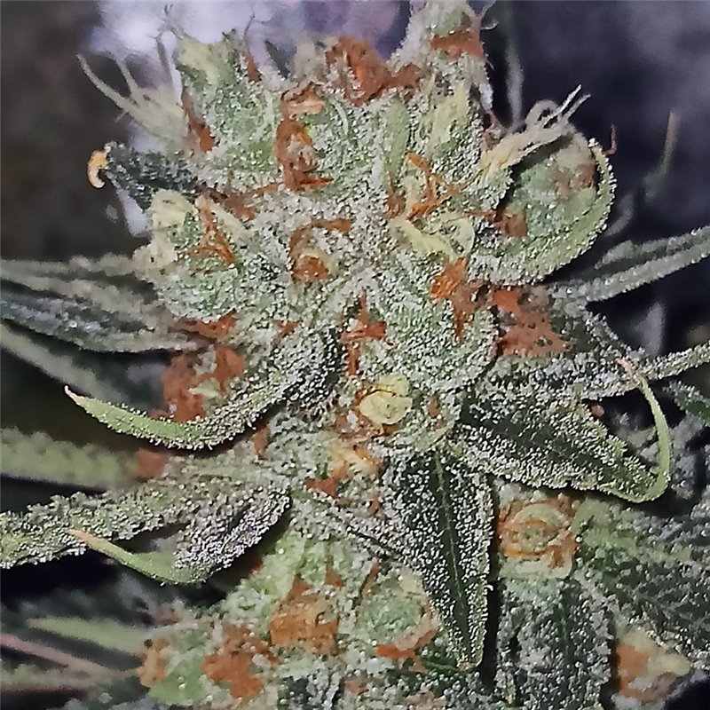 Mandela Kush - Regular Cannabis Seeds - Legacy Line