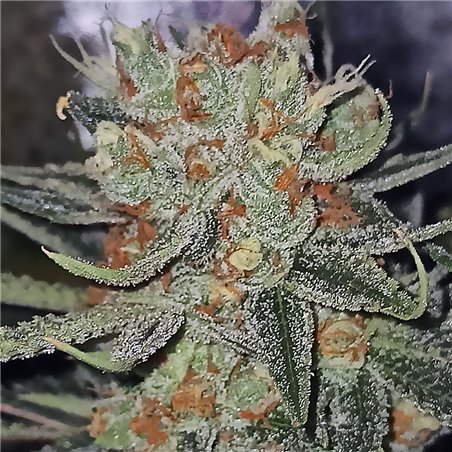 Mandela Kush - Regular Cannabis Seeds - Legacy Line