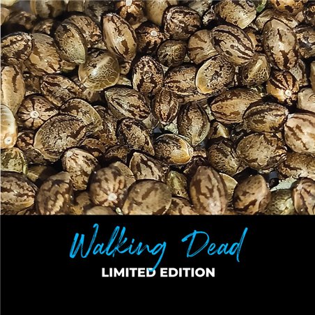 Walking Dead - Regular Cannabis Seeds - Limited Edition