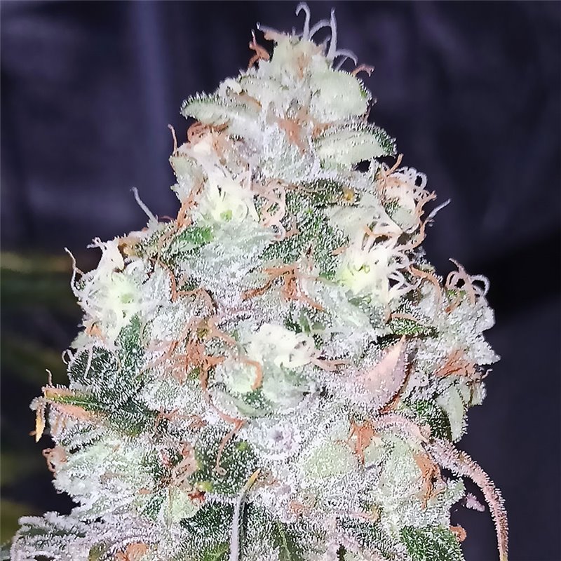 Bubba Haze - Regular Cannabis Seeds - Legacy Line